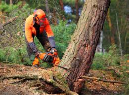 La Vista, NE Tree Removal and Landscaping Services Company